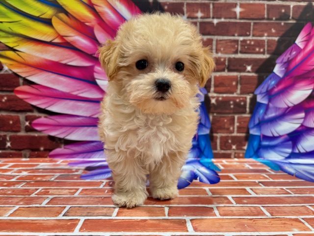 栃木県のハーフ犬・ミックス犬 (ペッツワン小山店/2026年1月29日生まれ/男の子/AP)の子犬の3枚目の画像