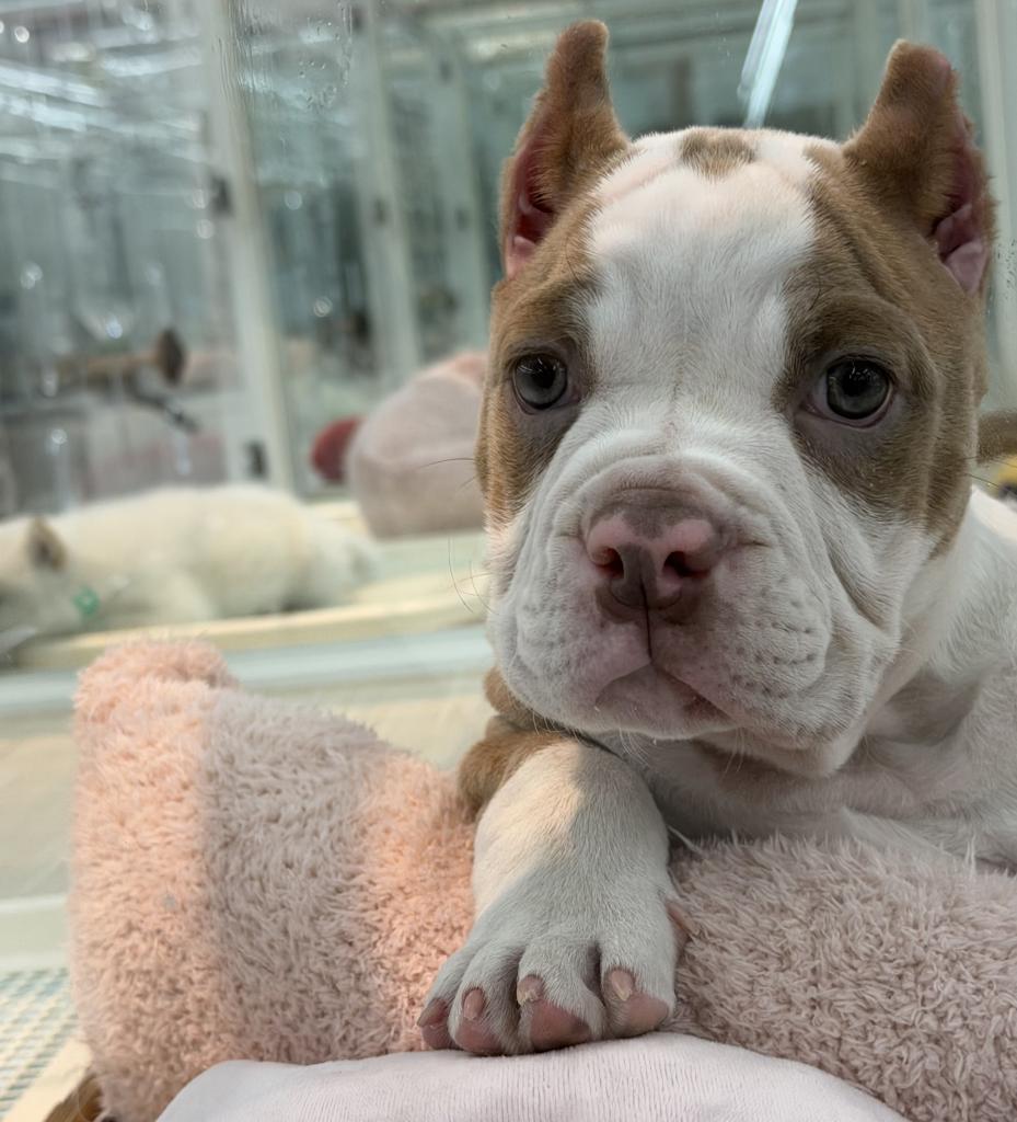 北海道のアメリカンブリー (ジャパンペッツトレーディング釧路店/2026年2月1日生まれ/男の子/ライラック)の子犬