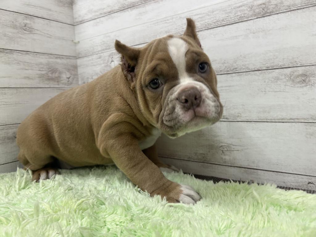 茨城県のアメリカンブリー (OneBuddyトモニーつくば店/2026年2月1日生まれ/女の子/ライラック)の子犬の1枚目の画像