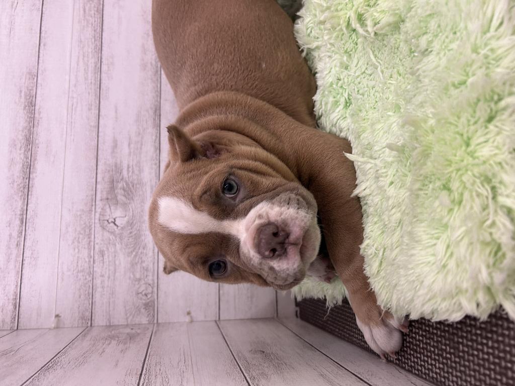 茨城県のアメリカンブリー (OneBuddyトモニーつくば店/2026年2月1日生まれ/女の子/ライラック)の子犬の2枚目の画像