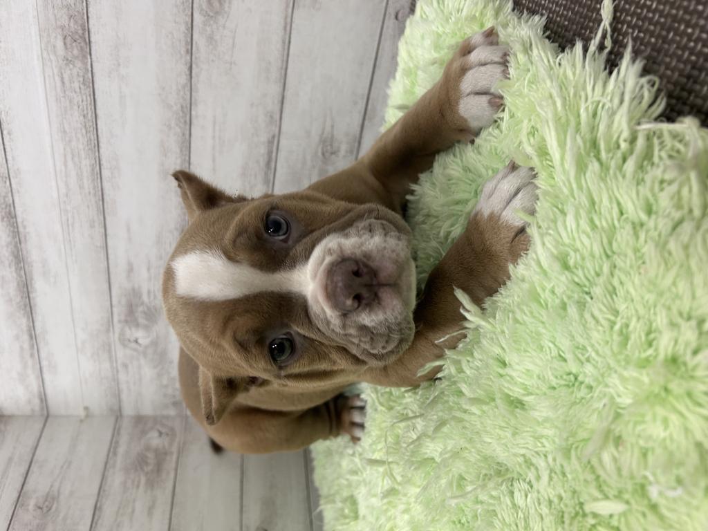 茨城県のアメリカンブリー (OneBuddyトモニーつくば店/2026年2月1日生まれ/女の子/ライラック)の子犬の3枚目の画像