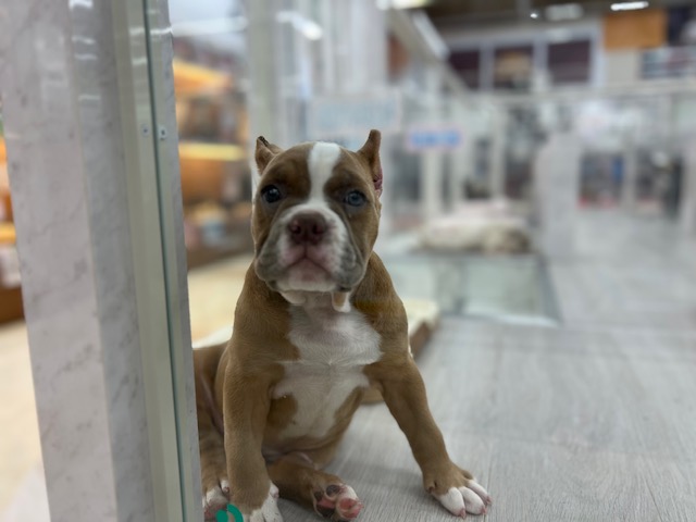 茨城県のアメリカンブリー (OneBuddyトモニーつくば店/2026年2月1日生まれ/女の子/ライラック)の子犬の4枚目の画像