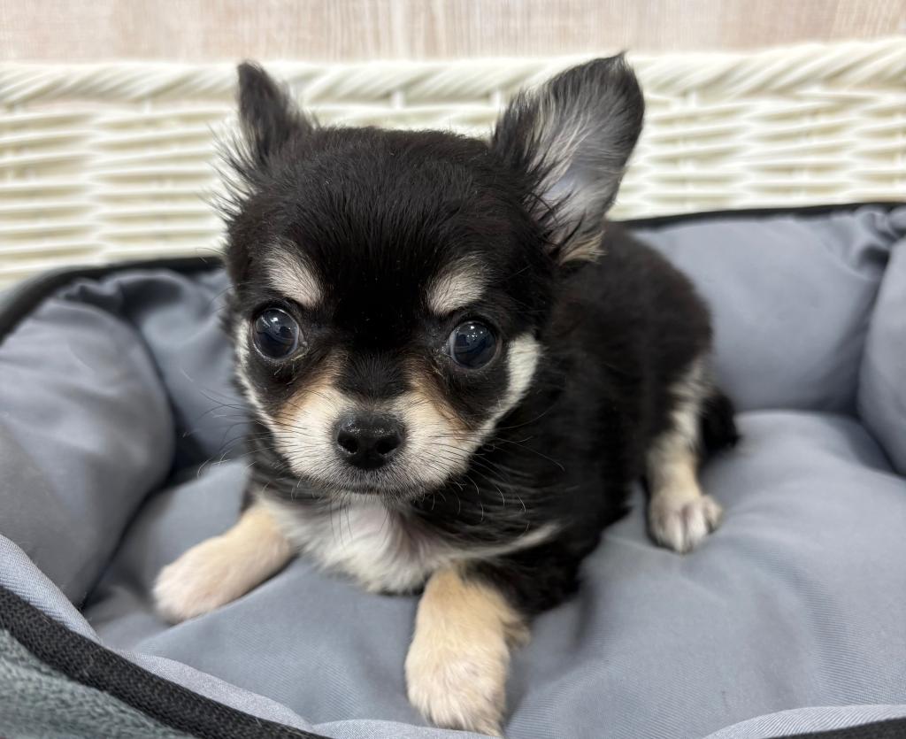 栃木県のチワワ(ロング) (OneBuddy宇都宮店/2026年2月14日生まれ/女の子/チョコレートクリームホワイト)の子犬の2枚目の画像