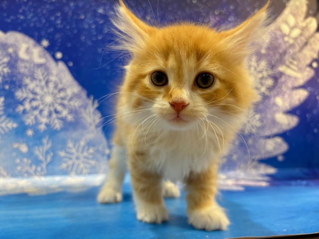 栃木県のサイベリアン (ペッツワン小山店/2026年1月23日生まれ/男の子/Rタビー&WHT)の子猫の1枚目の画像