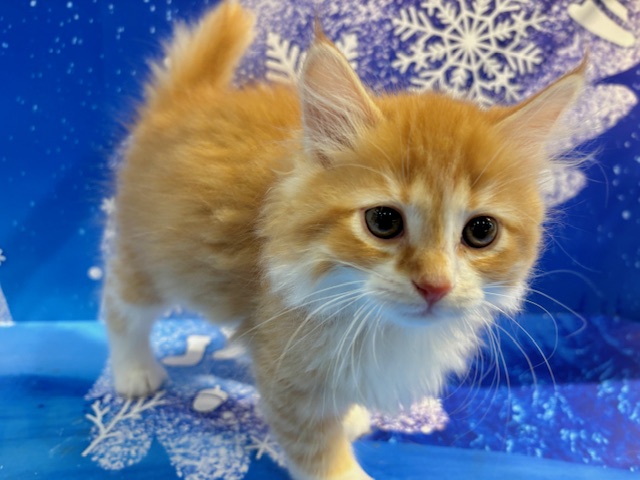 栃木県のサイベリアン (ペッツワン小山店/2026年1月23日生まれ/男の子/Rタビー&WHT)の子猫の2枚目の画像