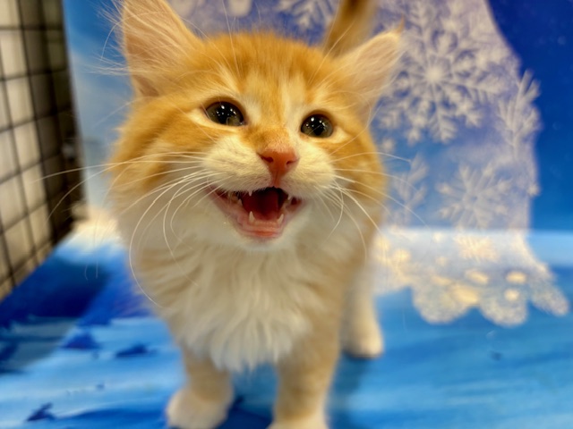 栃木県のサイベリアン (ペッツワン小山店/2026年1月23日生まれ/男の子/Rタビー&WHT)の子猫の3枚目の画像