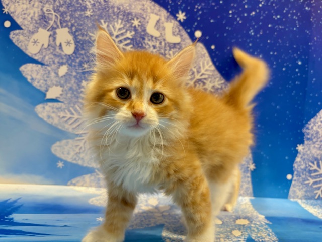 栃木県のサイベリアン (ペッツワン小山店/2026年1月23日生まれ/男の子/Rタビー&WHT)の子猫の4枚目の画像