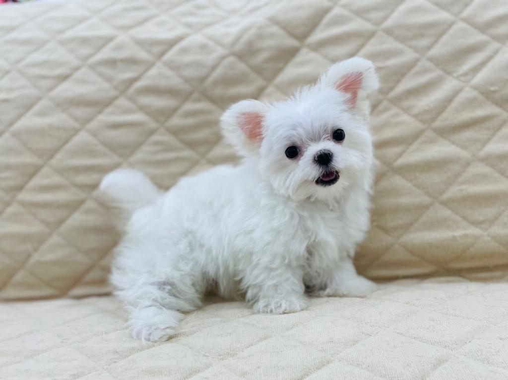 茨城県のマルチーズ (OneBuddyトモニー水戸店/2026年1月24日生まれ/男の子/ホワイト)の子犬