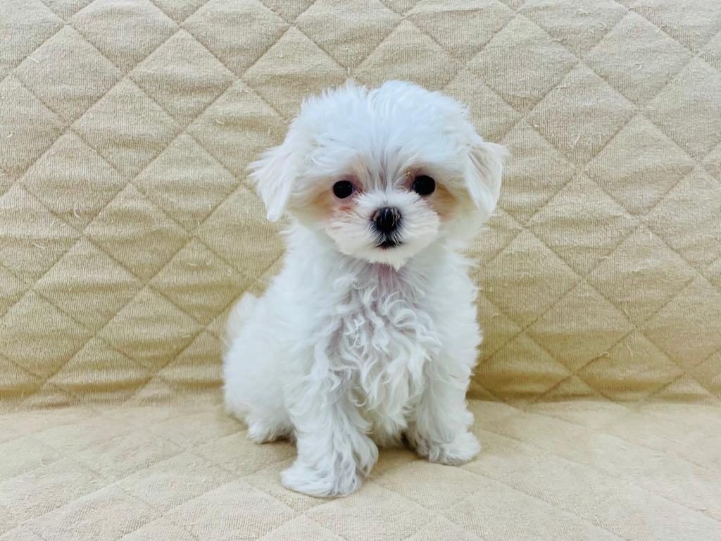 茨城県のマルチーズ (OneBuddyトモニー水戸店/2026年1月24日生まれ/女の子/ホワイト)の子犬