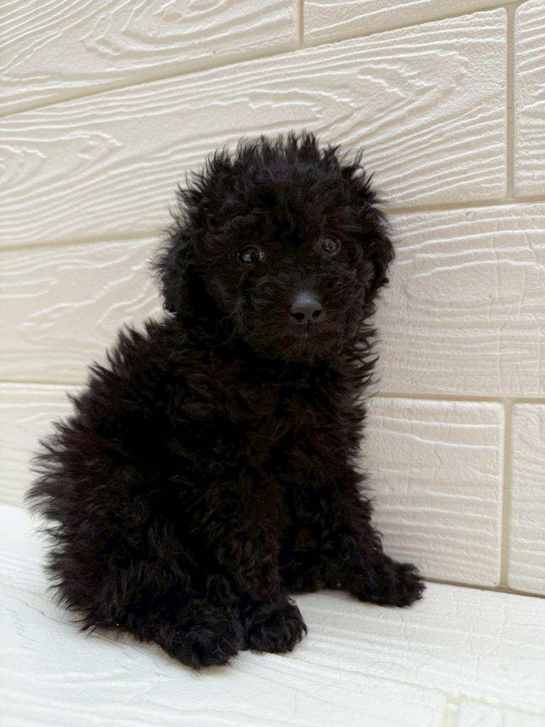 埼玉県のトイプードル(トイ) (ペットプラザ草加松原店/2026年1月18日生まれ/男の子/BK)の子犬
