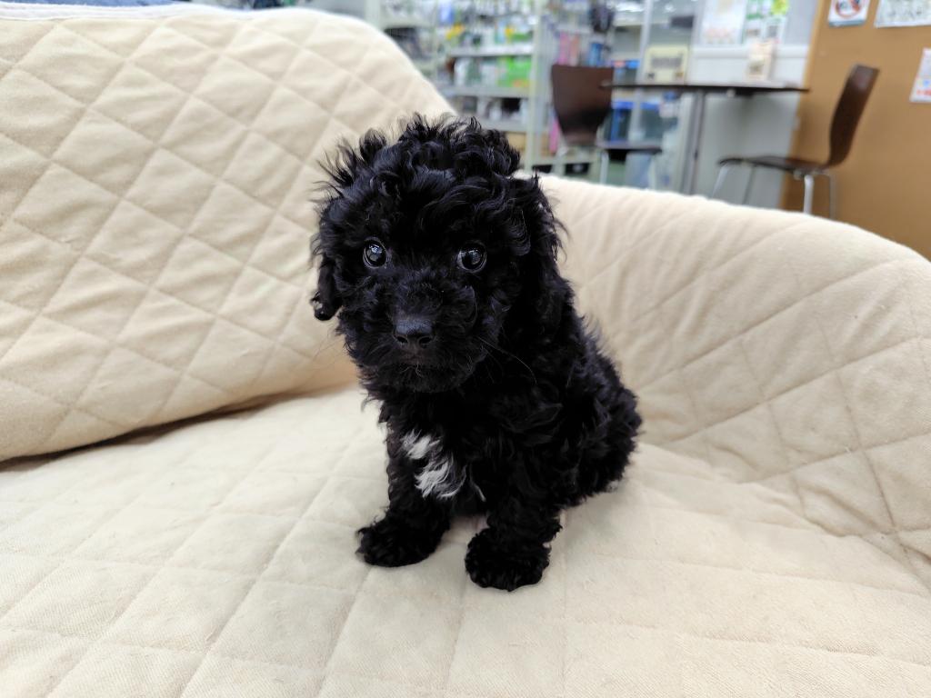 茨城県のトイプードル(トイ) (OneBuddyトモニー水戸店/2026年1月30日生まれ/男の子/ブラック)の子犬