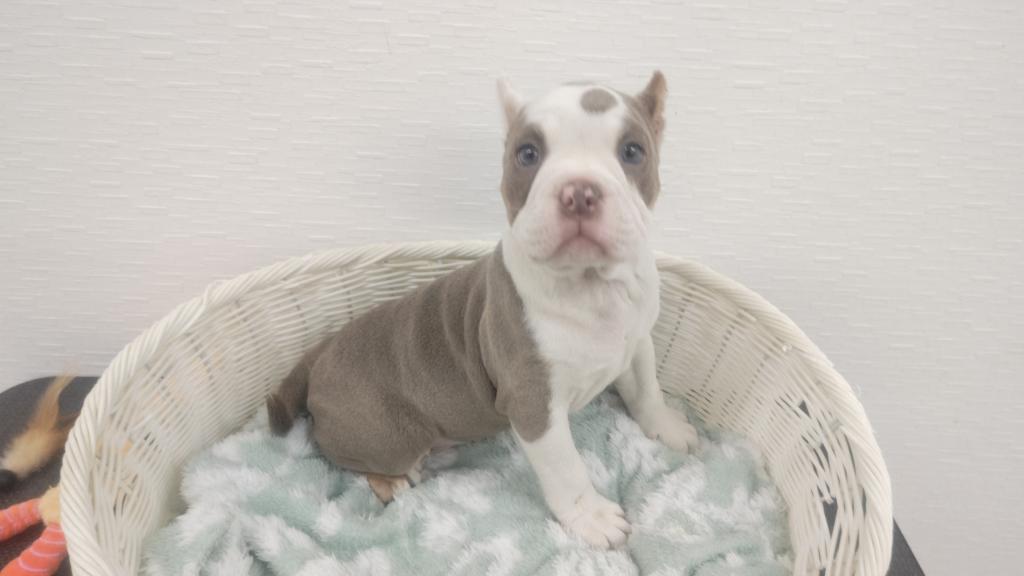 埼玉県のアメリカンブリー (OneBuddy宮代店/2026年2月1日生まれ/男の子/ブルータンホワイト)の子犬の1枚目の画像