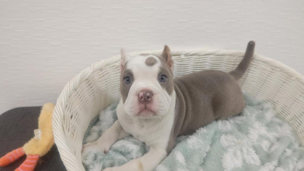 埼玉県のアメリカンブリー (OneBuddy宮代店/2026年2月1日生まれ/男の子/ブルータンホワイト)の子犬の2枚目の画像