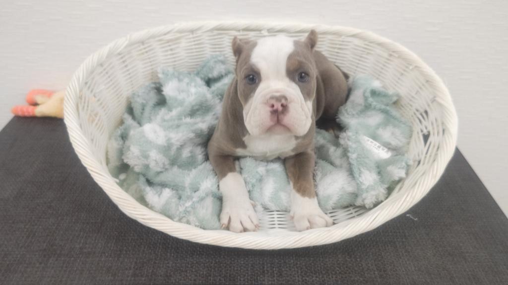 埼玉県のアメリカンブリー (OneBuddy宮代店/2026年2月1日生まれ/女の子/ブルータン/W)の子犬の1枚目の画像