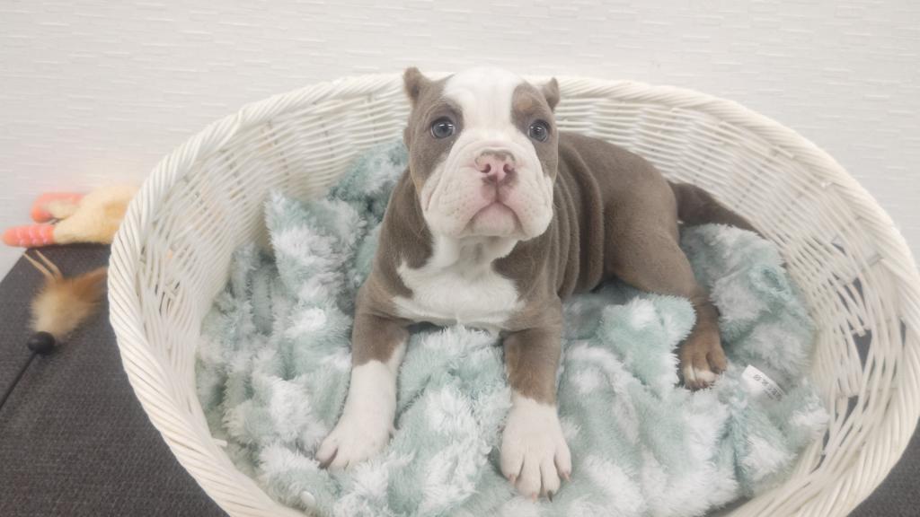 埼玉県のアメリカンブリー (OneBuddy宮代店/2026年2月1日生まれ/女の子/ブルータン/W)の子犬の2枚目の画像