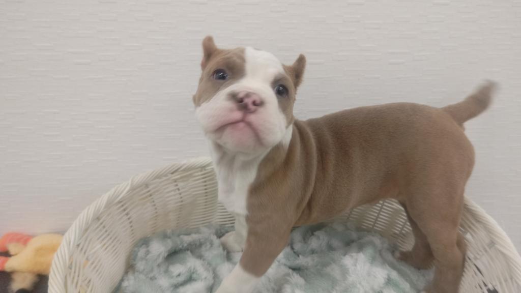 埼玉県のアメリカンブリー (OneBuddy宮代店/2026年2月1日生まれ/男の子/ライラック)の子犬