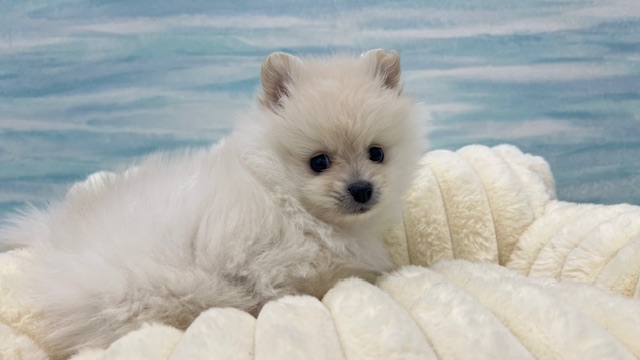 茨城県のポメラニアン (OneBuddy水戸南店/2026年1月29日生まれ/男の子/クリーム)の子犬