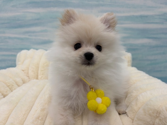 茨城県のポメラニアン (OneBuddy水戸南店/2026年1月29日生まれ/男の子/クリーム)の子犬の2枚目の画像