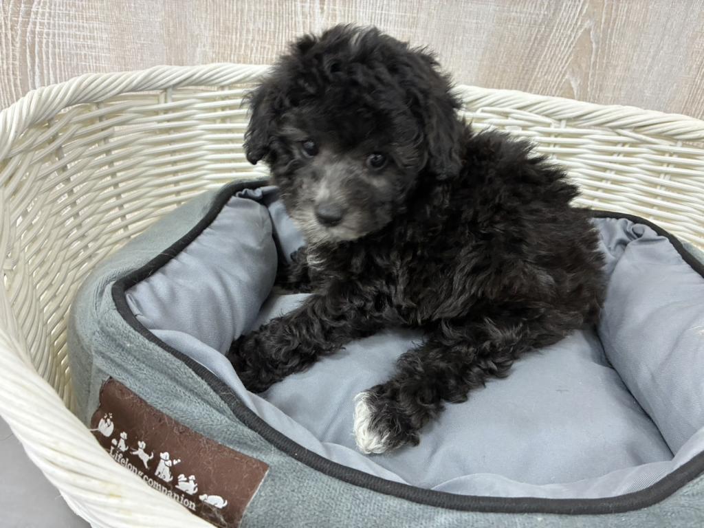 栃木県のトイプードル(トイ) (OneBuddy宇都宮店/2026年3月26日生まれ/女の子/SLV)の子犬