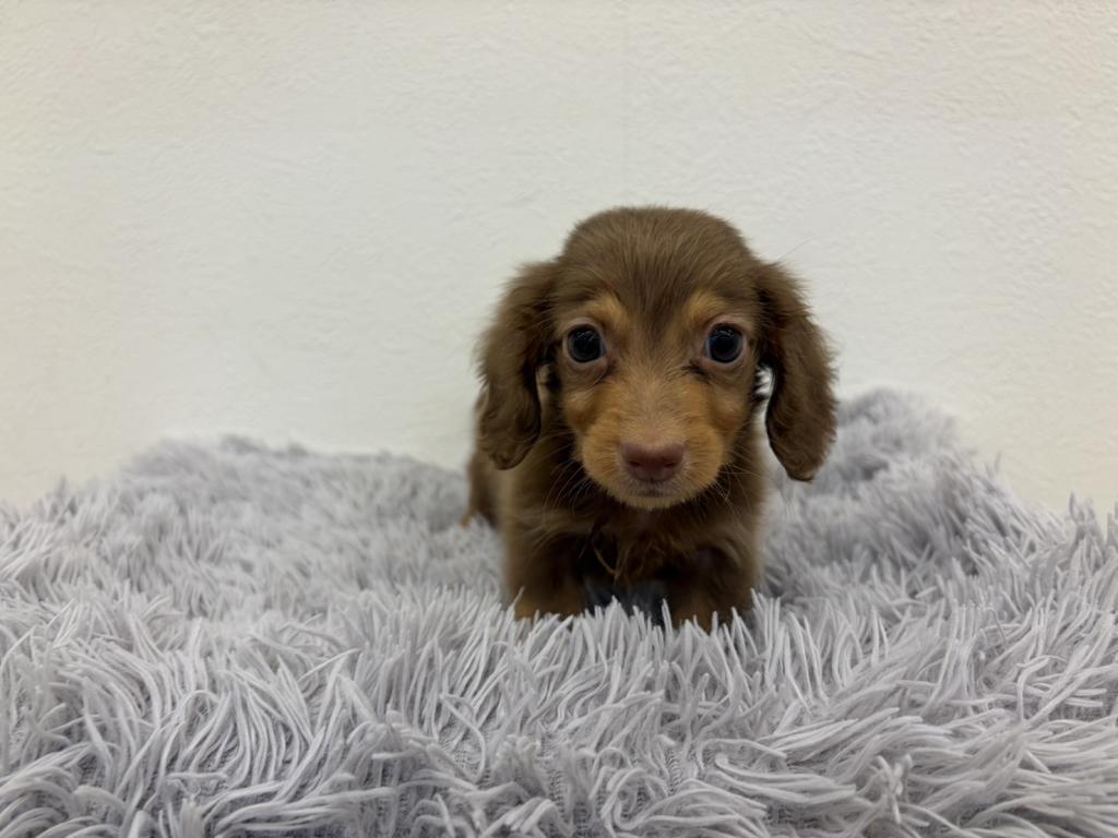 埼玉県のハーフ犬・ミックス犬 (ペットプラザ越谷大里店/2026年5月20日生まれ/男の子/チョコレートタン)の子犬の2枚目の画像