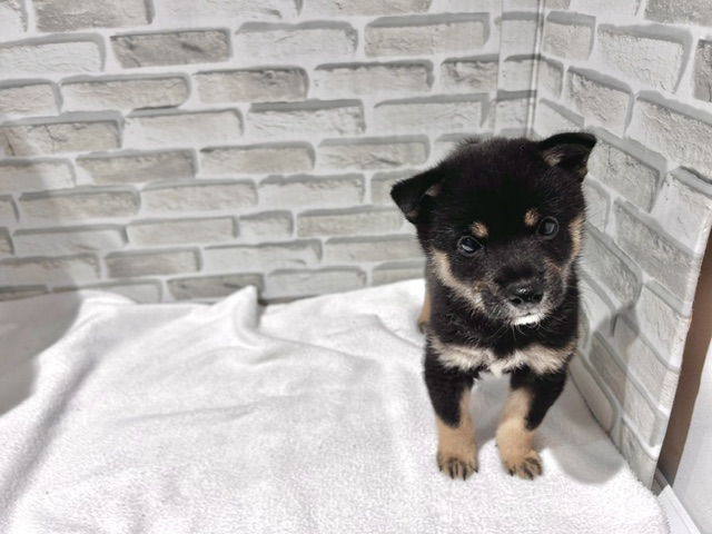 群馬県の柴犬(標準サイズ) (ペッツワン前橋吉岡店/2026年6月11日生まれ/男の子/黒)の子犬