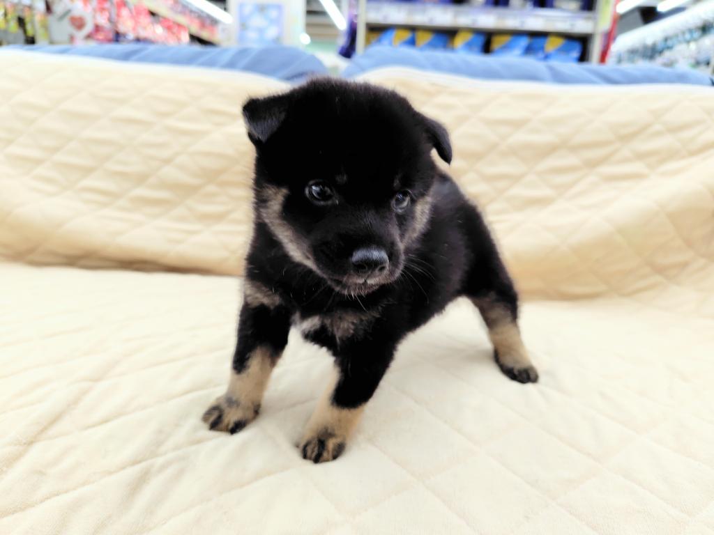 茨城県の柴犬(標準サイズ) (OneBuddyトモニー水戸店/2026年6月11日生まれ/女の子/黒)の子犬