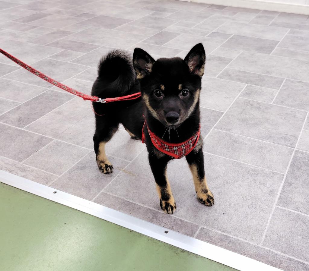 茨城県の柴犬(標準サイズ) (OneBuddyトモニー水戸店/2026年6月11日生まれ/女の子/黒)の子犬の2枚目の画像