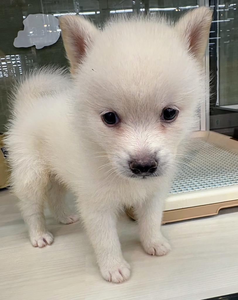 北海道のハーフ犬・ミックス犬 (ジャパンペッツトレーディング屯田店/2026年5月28日生まれ/男の子/クリーム)の子犬の1枚目の画像