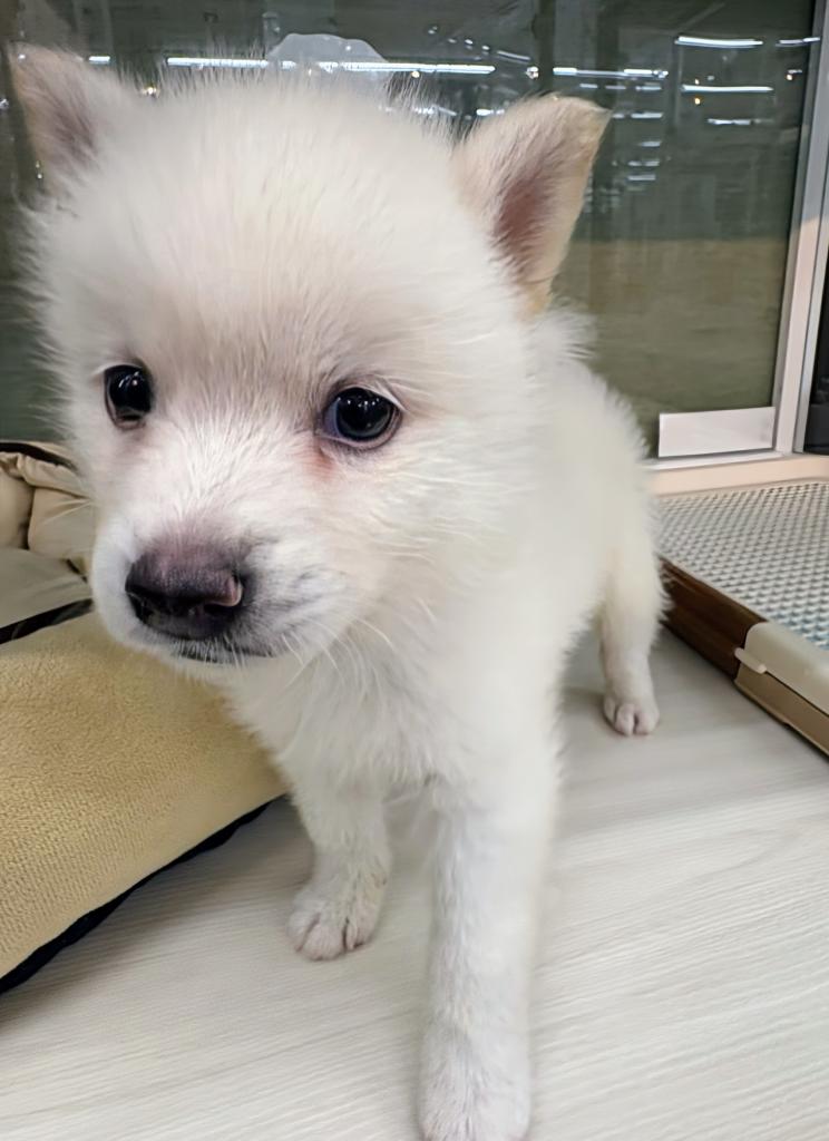 北海道のハーフ犬・ミックス犬 (ジャパンペッツトレーディング屯田店/2026年5月28日生まれ/男の子/クリーム)の子犬の2枚目の画像