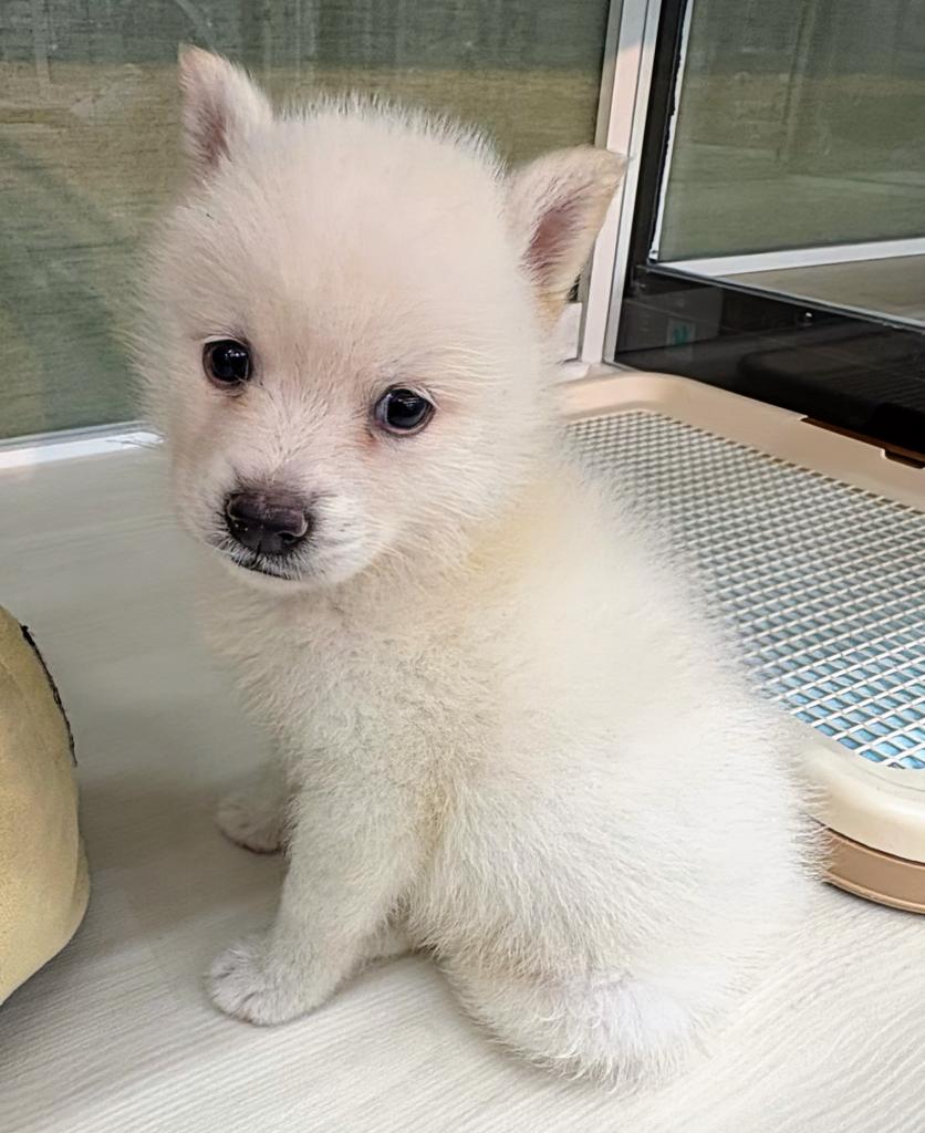 北海道のハーフ犬・ミックス犬 (ジャパンペッツトレーディング屯田店/2026年5月28日生まれ/男の子/クリーム)の子犬の3枚目の画像