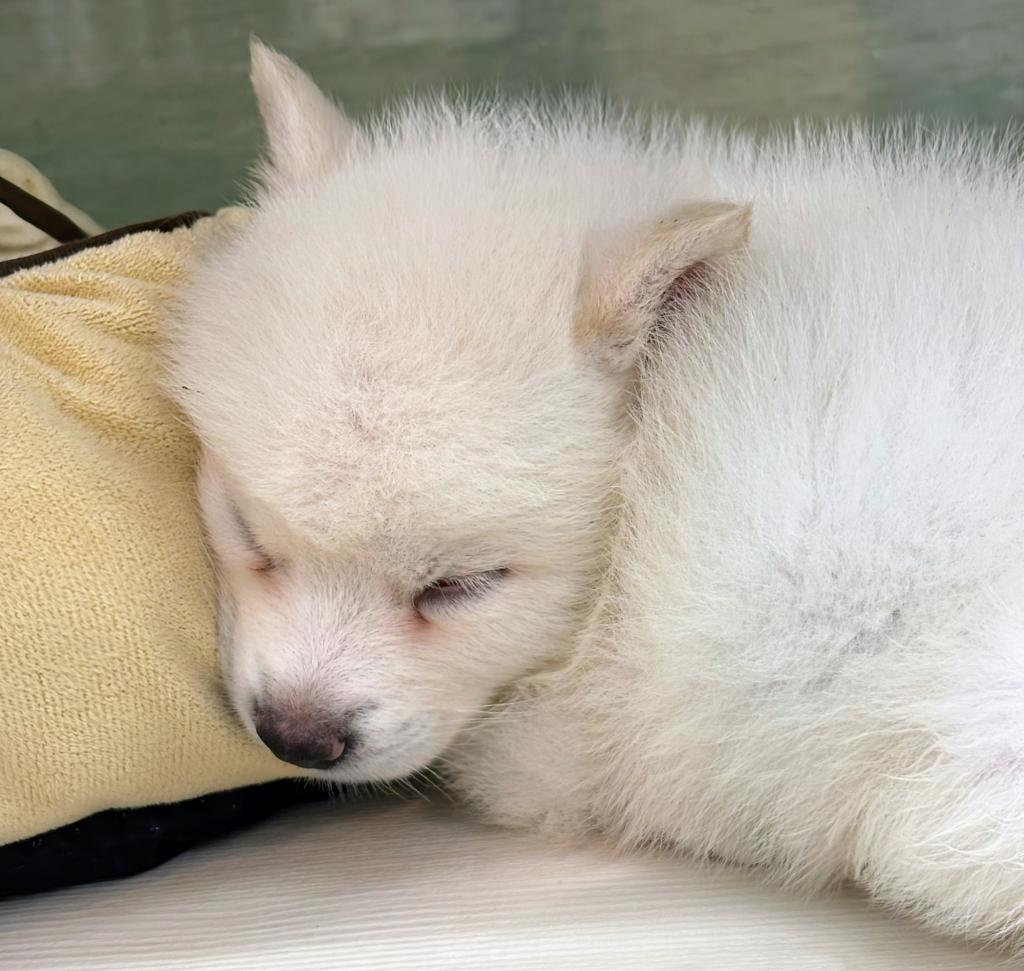 北海道のハーフ犬・ミックス犬 (ジャパンペッツトレーディング屯田店/2026年5月28日生まれ/男の子/クリーム)の子犬の4枚目の画像