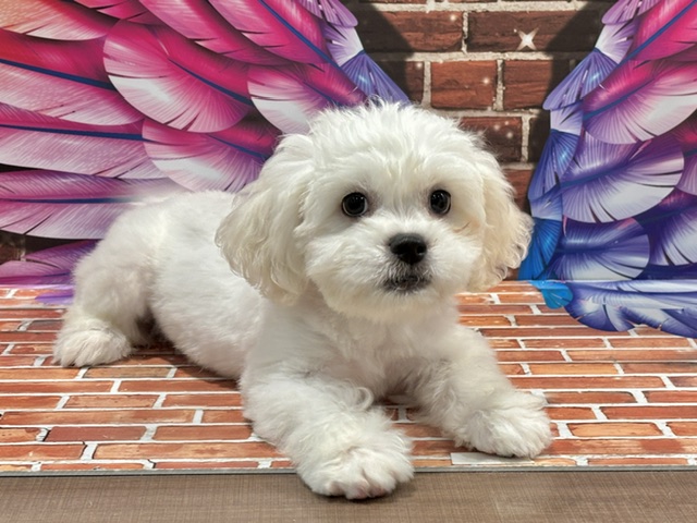 栃木県のハーフ犬・ミックス犬 (ペッツワン小山店/2026年5月30日生まれ/男の子/ホワイト)の子犬の2枚目の画像