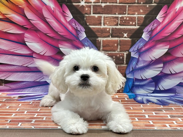 栃木県のハーフ犬・ミックス犬 (ペッツワン小山店/2026年5月30日生まれ/男の子/ホワイト)の子犬の3枚目の画像