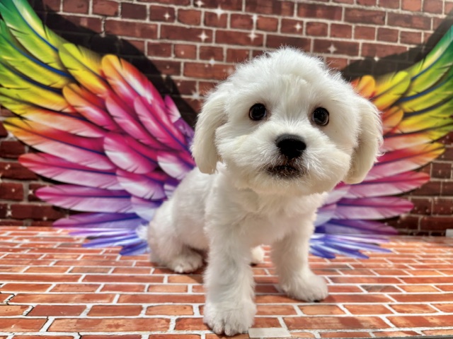 栃木県のハーフ犬・ミックス犬 (ペッツワン小山店/2026年5月30日生まれ/男の子/ホワイト)の子犬の4枚目の画像