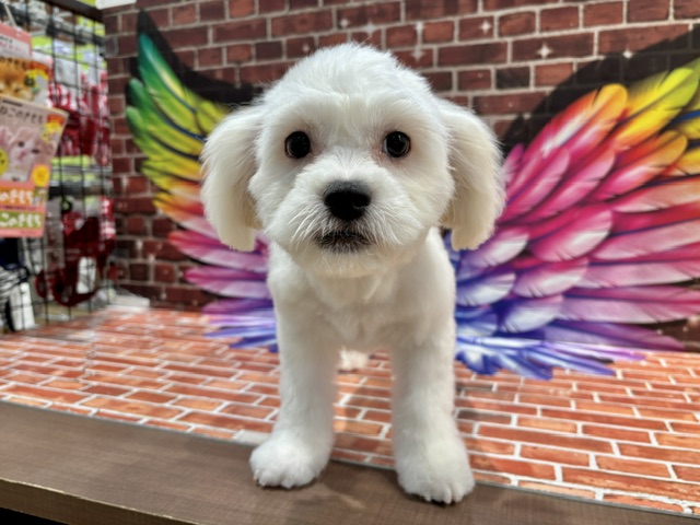 栃木県のハーフ犬・ミックス犬 (ペッツワン小山店/2026年5月30日生まれ/男の子/ホワイト)の子犬の2枚目の画像