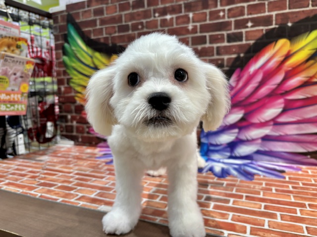 栃木県のハーフ犬・ミックス犬 (ペッツワン小山店/2026年5月30日生まれ/男の子/ホワイト)の子犬の4枚目の画像