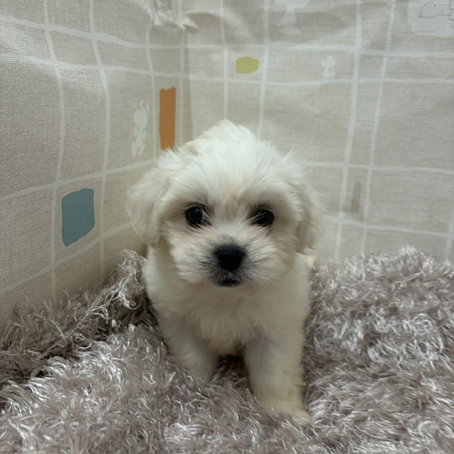 栃木県のハーフ犬・ミックス犬 (ペッツワン宇都宮平出店/2026年5月30日生まれ/女の子/ホワイト)の子犬の1枚目の画像