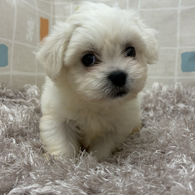 栃木県のハーフ犬・ミックス犬 (ペッツワン宇都宮平出店/2026年5月30日生まれ/女の子/ホワイト)の子犬の2枚目の画像