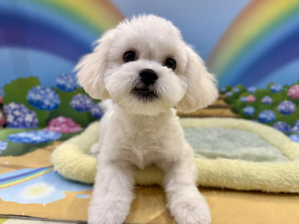 栃木県のハーフ犬・ミックス犬 (ペッツワン宇都宮平出店/2026年5月30日生まれ/女の子/ホワイト)の子犬の3枚目の画像