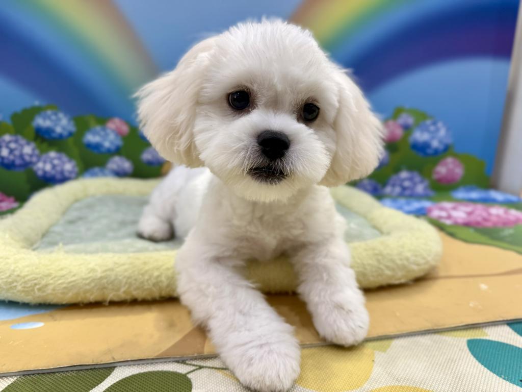 栃木県のハーフ犬・ミックス犬 (ペッツワン宇都宮平出店/2026年5月30日生まれ/女の子/ホワイト)の子犬の2枚目の画像