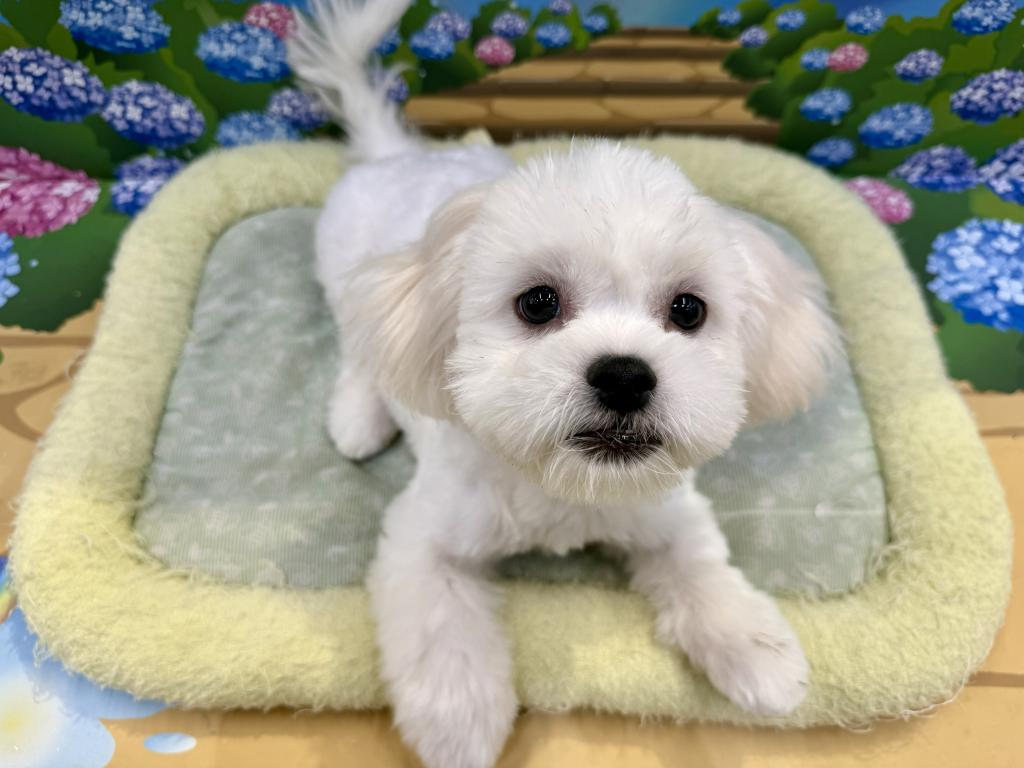 栃木県のハーフ犬・ミックス犬 (ペッツワン宇都宮平出店/2026年5月30日生まれ/女の子/ホワイト)の子犬の1枚目の画像