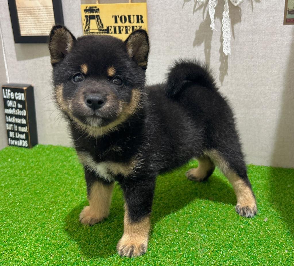 茨城県の柴犬(標準サイズ) (ペッツワン水戸店/2026年5月27日生まれ/男の子/黒)の子犬の1枚目の画像