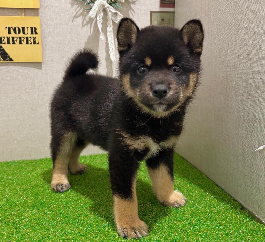 茨城県の柴犬(標準サイズ) (ペッツワン水戸店/2026年5月27日生まれ/男の子/黒)の子犬の2枚目の画像