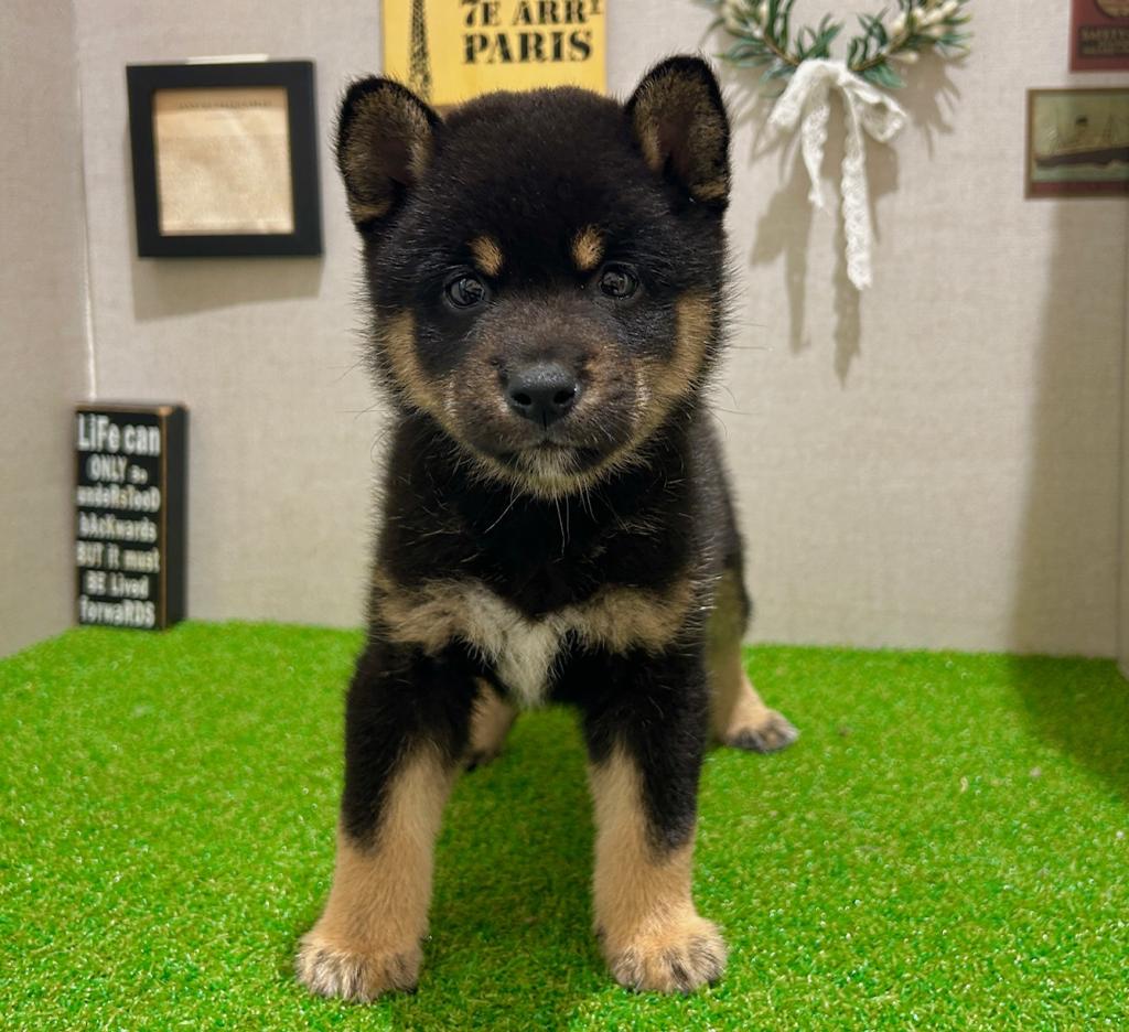 茨城県の柴犬(標準サイズ) (ペッツワン水戸店/2026年5月27日生まれ/男の子/黒)の子犬の3枚目の画像