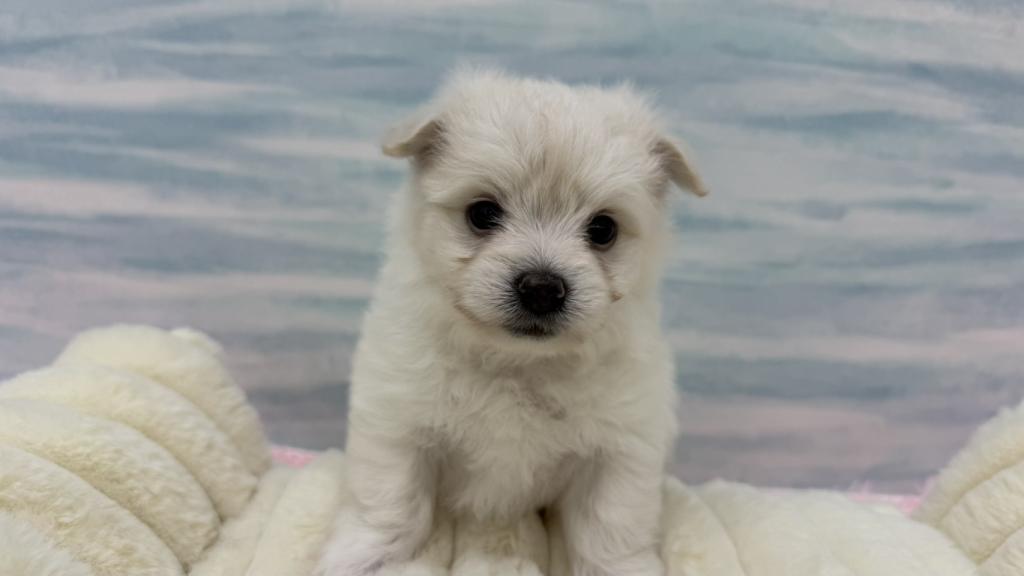 2026年6月2日生まれのハーフ犬・ミックス犬