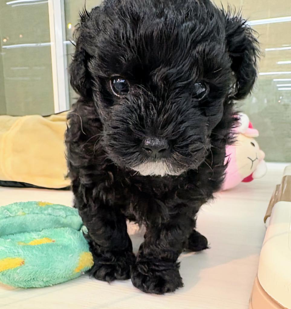北海道のハーフ犬・ミックス犬 (ジャパンペッツトレーディング屯田店/2026年6月6日生まれ/男の子/ブラック)の子犬の1枚目の画像