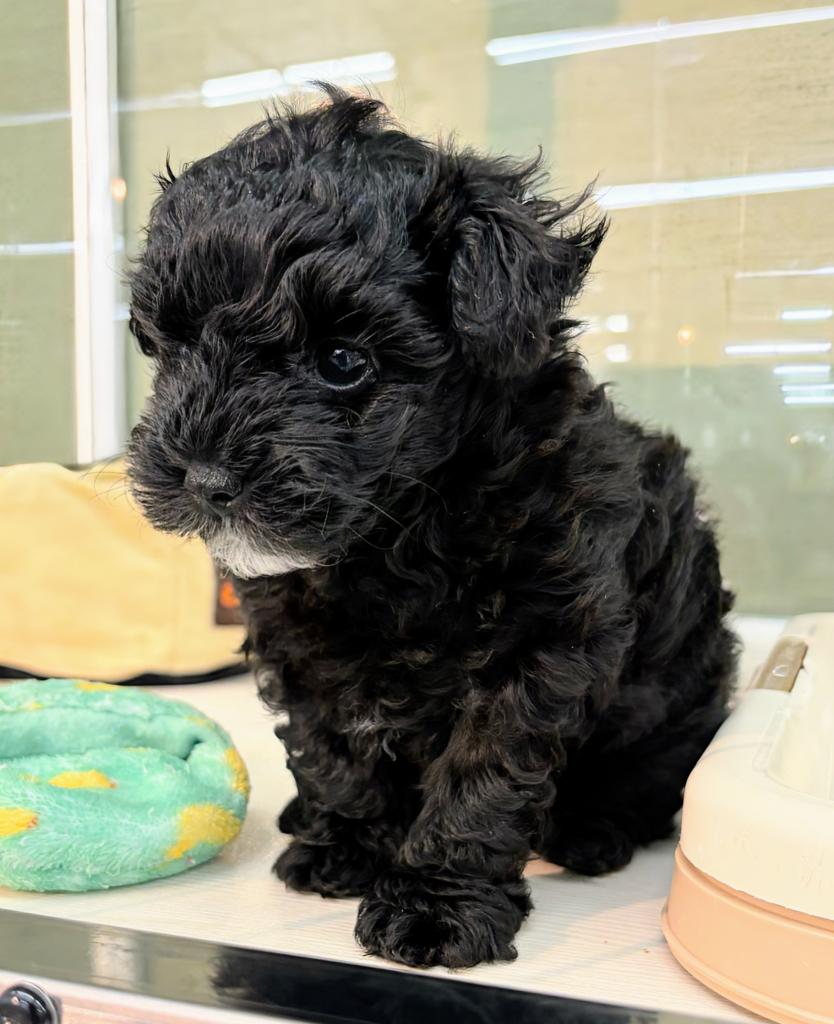 北海道のハーフ犬・ミックス犬 (ジャパンペッツトレーディング屯田店/2026年6月6日生まれ/男の子/ブラック)の子犬の2枚目の画像