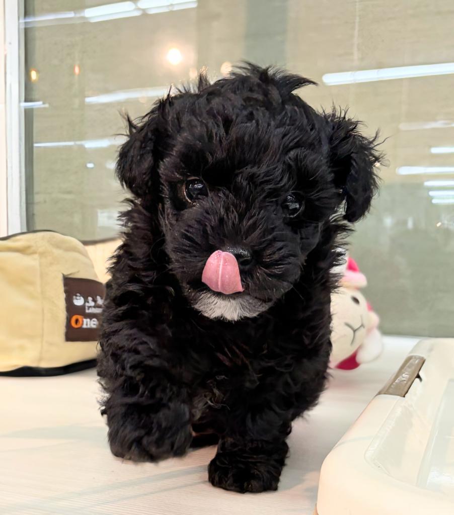北海道のハーフ犬・ミックス犬 (ジャパンペッツトレーディング屯田店/2026年6月6日生まれ/男の子/ブラック)の子犬の3枚目の画像