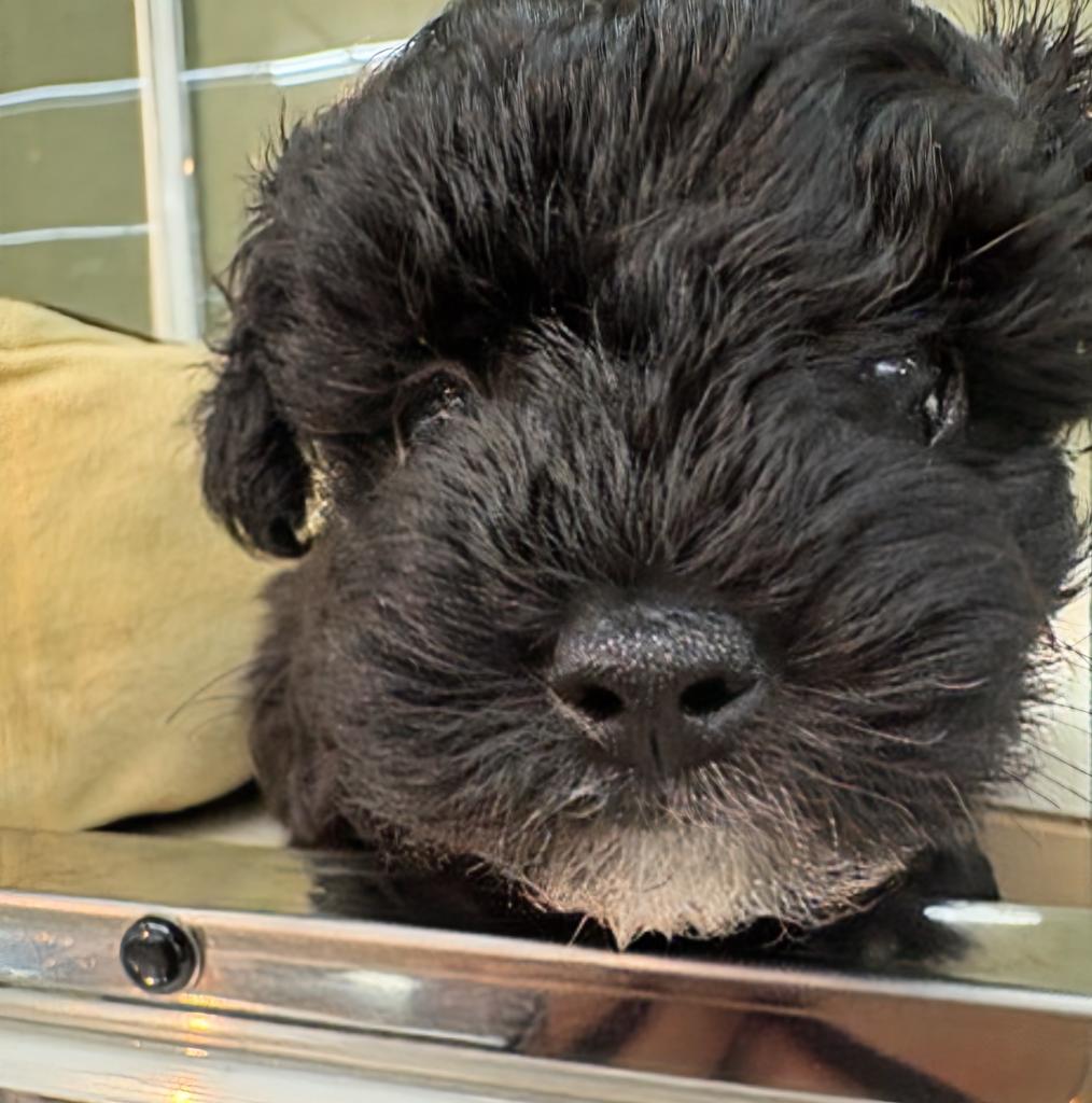 北海道のハーフ犬・ミックス犬 (ジャパンペッツトレーディング屯田店/2026年6月6日生まれ/男の子/ブラック)の子犬の4枚目の画像