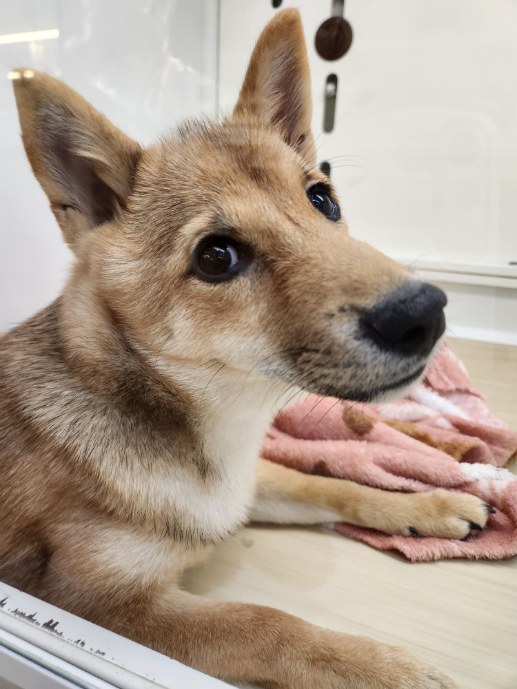埼玉県の柴犬(標準サイズ) (OneDo吹上店/2026年6月5日生まれ/男の子/赤)の子犬